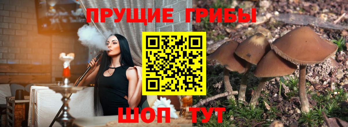 Псилоцибиновые грибы Cubensis Реж